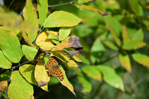 022_251103093 X900 〇バス通り 保土ヶ谷公園 Z50 Z50-250.jpg