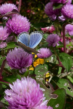 044_251116051t X900 ◎ヤマト 保土ヶ谷区役所 Z30 Z16-50.jpg