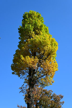 010_251114064 X900 〇ユリノキ  辻広場 保土ヶ谷公園 Z30 16-30.jpg