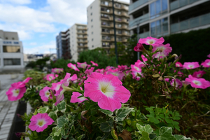 035_251116014 〇ペチュニア 保土ヶ谷区役所 Z30 Z16-50.jpg