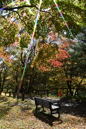 008_251126023 X900 〇保土ヶ谷公園 辻広場 D50 Z18-140.jpg