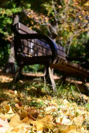 006_251114031 X900 〇イチョウ 保土ヶ谷公園 Z30 16-30.jpg