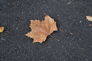 003_251121010 X900 アメリカスズカケノキ ケヤキ並木 日比谷公園 Z30 16-50.jpg
