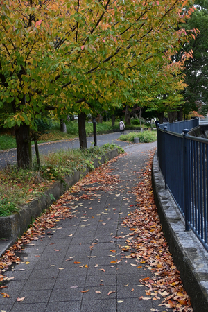 023_251119089 X900 帷子川 D30 16-50.jpg