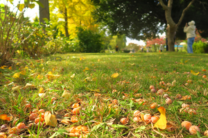 021_251103096 X900 保土ヶ谷公園 バス通り G7X.jpg