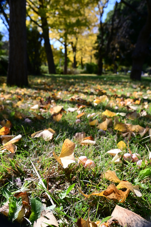 015_251114094t X900 〇バス通り 保土ヶ谷公園 Z30 16-30.jpg