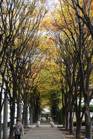 025_251119095 X900 〇川辺公園 D30 16-50.jpg