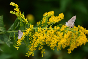 004_251028015 X900 ◎保土ヶ谷公園 ウラナミ・ヤマト Z50 Z50-250.jpg