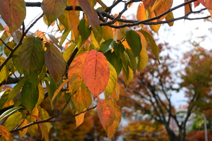 002_251119006 X900 神戸町第二公園横浜緋桜 YBP前 D30 16-50.jpg