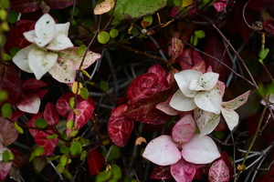 033_251116008 X900 〇テイカkaズラ 保土ヶ谷区役所 Z30 Z16-50.jpg