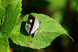 012_251103054 X900 ◎ウラギン♀・ヤマト♂ 保土ヶ谷公園 Z50 Z50-250.jpg