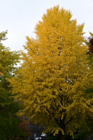024_251119092 X900 川辺公園 D30 16-50.jpg