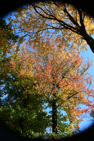 008_251114043 X900 〇モミジバフウ 保土ヶ谷公園 Z30 16-30.jpg