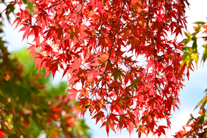 014_251028083 X900 〇保土ヶ谷公園 バス通り 明神台 Z50 Z50-250.jpg