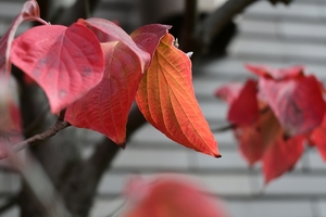 052_251116095 X900 ハナミズキ ソフィア横浜 Z30 Z16-50.jpg