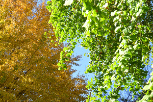 013_251121061 X900 〇日比谷公園 Z30 16-50.jpg