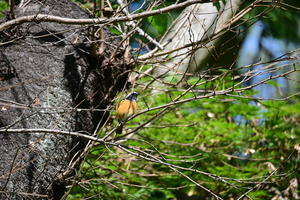 009_251028053 X900 ◎保土ヶ谷公園 ジョウビタキ Z50 Z50-250.jpg