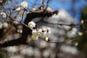 019_260113099 X900 ◎八重の白梅 保土ヶ谷公園 RX10M4.jpg