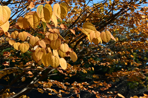 046_251201142 X900 〇乾通り カツラ Z50 Z50-250 - コピー.jpg