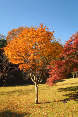 050_251201237 X900 〇オオモミジ 蓮池濠 G7X.jpg