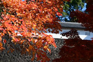 035_251201092 X900 〇トウカエデと富士見多聞 Z50 Z50-250.jpg