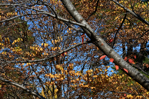 045_251201140 X900 〇乾通り Z50 Z50-250 - コピー.jpg