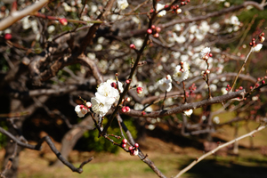 011_260113064 X900 ◎八重野梅 保土ヶ谷公園 RX10M4.jpg