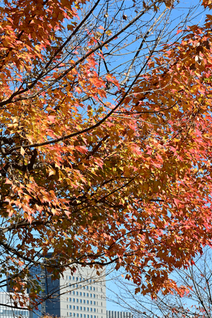 047_251201149 X900 〇乾通り トウカエデ Z50 Z50-250 - コピー.jpg