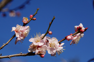 007_260113040 X900 ◎別角晩水 梅園 保土ヶ谷公園 RX10M4.jpg