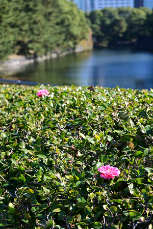 057_251201181 X900 〇椿 平川壕 Z50 Z50-250.jpg