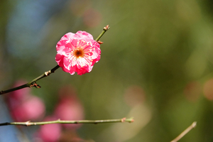 014_260113077 X900 ◎梅園 八重寒紅 保土ヶ谷公園 RX10M4.jpg
