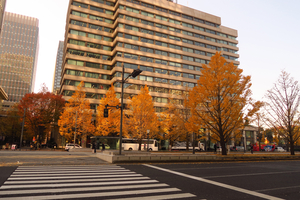 006_251201201 X900 〇東京駅 行幸通り カツラ G7X.jpg