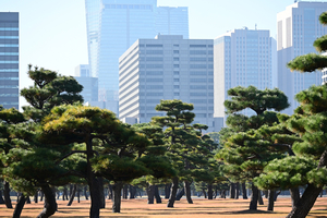 013_251201028 X900 〇皇居前広場 Z50 Z50-250.jpg