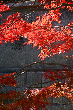 026_251201071m X900 〇イロハモミジ Z50 Z50-250.jpg