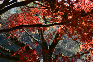 023_251201062 X900 〇イロハモミジ Z50 Z50-250.jpg