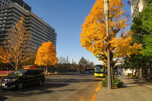 005_251201199 X900 〇東京駅 行幸通り カツラ G7X.jpg