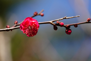 015_260113081 X900 ◎梅園 鹿児島紅 保土ヶ谷公園 RX10M4.jpg