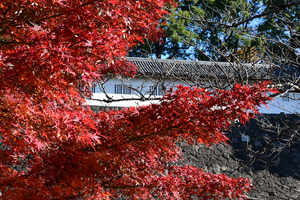 032_251201086 X900 〇イロハモミジと富士見多聞 Z50 Z50-250.jpg