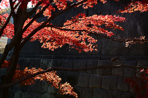 028_251201078 X900 〇イロハモミジ Z50 Z50-250.jpg