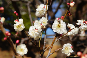 010_260113063 X900 ◎八重野梅 保土ヶ谷公園 RX10M4.jpg