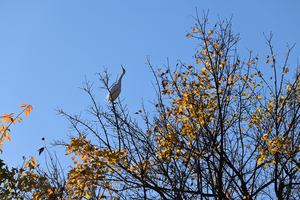 042_251201122 X900 〇乾通り コサギ Z50 Z50-250 - コピー.jpg
