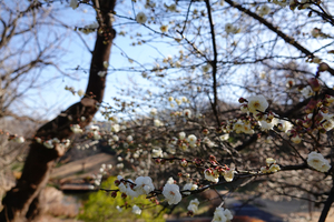 004_260113017 X900 〇保土ヶ谷公園 早咲きの梅 RX10M4.jpg