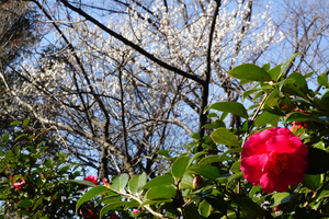 020_260113108 X900 ◎ツバキと白梅 保土ヶ谷公園 RX10M4.jpg