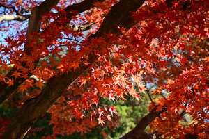 021_251201051m X900 〇イロハモミジ Z50 Z50-250.jpg