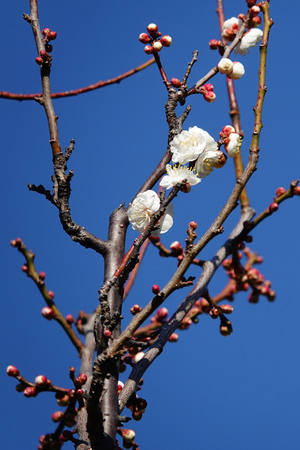 008_260113047 X900 〇白牡丹 梅園 保土ヶ谷公園 RX10M4.jpg