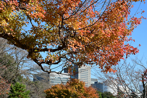 048_251201152 X900 〇乾通り トウカエデ Z50 Z50-250 - コピー.jpg