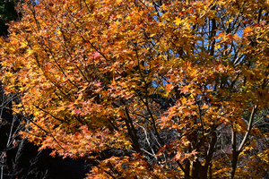 051_251201155 X900 〇乾通り オオモミジ Z50 Z50-250 - コピー.jpg