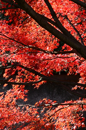 024_251201067 X900 〇イロハモミジ Z50 Z50-250.jpg