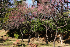 017_260113086 X900 ◎梅園 八重寒紅 保土ヶ谷公園 RX10M4.jpg