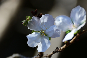 027_251201077 X900 〇四季桜 Z50 Z50-250.jpg